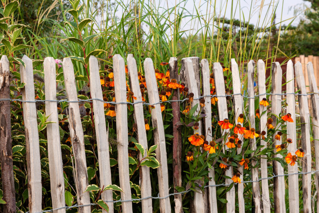 Staketenzaun und Blumen