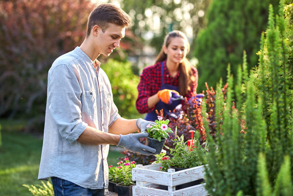 Gärtner mit Gartenhandschuhen stellt Blumen in eine weiße Holzkiste